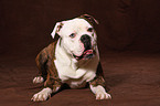 lying American Bulldog