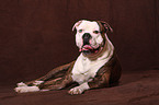 lying American Bulldog