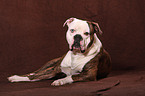 lying American Bulldog