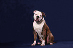 sitting American Bulldog