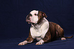 lying American Bulldog