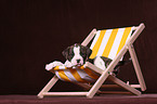 American Bulldog Puppy