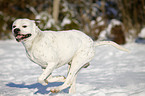 running American Bulldog