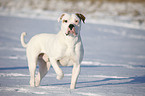 American Bulldog in snow