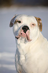 American Bulldog Portrait