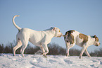 American Bulldogs