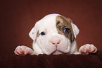 American Bulldog puppy