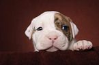 American Bulldog puppy