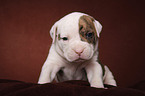 American Bulldog puppy