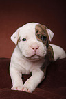 American Bulldog puppy