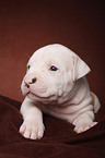 American Bulldog puppy