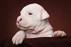 American Bulldog puppy