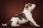 American Bulldog puppy