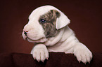 American Bulldog puppy