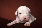 American Bulldog puppy