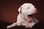 yawning American Bulldog Puppy