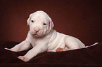 American Bulldog puppy