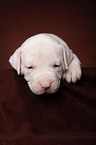 American Bulldog puppy