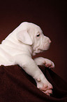 American Bulldog puppy