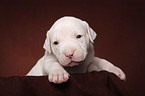 American Bulldog puppy