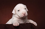 American Bulldog puppy