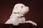 American Bulldog puppy