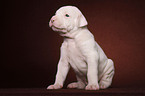 American Bulldog puppy