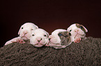 American Bulldog Puppies