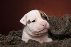 American Bulldog puppy