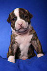 American Bulldog puppy