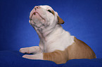 American Bulldog puppy