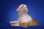 American Bulldog puppy