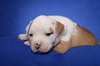 American Bulldog puppy