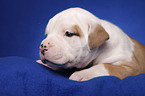 American Bulldog puppy