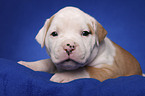 American Bulldog puppy