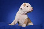 American Bulldog puppy