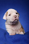 American Bulldog puppy