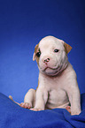 American Bulldog puppy