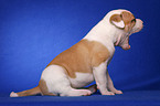 yawning American Bulldog Puppy