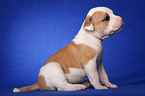 American Bulldog puppy