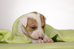 American Bulldog puppy