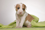 American Bulldog puppy