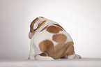 American Bulldog puppy