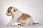 American Bulldog puppy