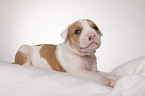 American Bulldog puppy