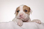 American Bulldog puppy