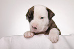 American Bulldog puppy