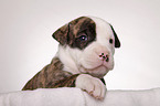 American Bulldog puppy