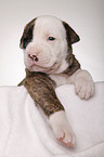 American Bulldog puppy