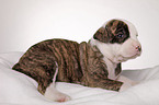 American Bulldog puppy